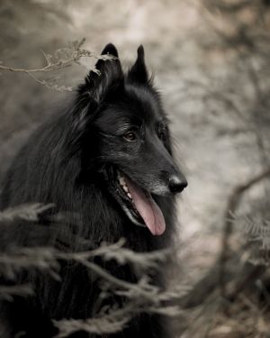 c15-Portrait of WolfCub Belgian Sheepdog in forest.jpg
